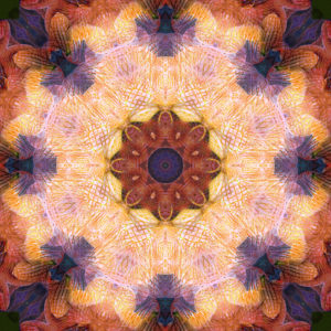 fotografisches Mandala von Orchideenblüten fotografisches Mandala von Orchideenblüten